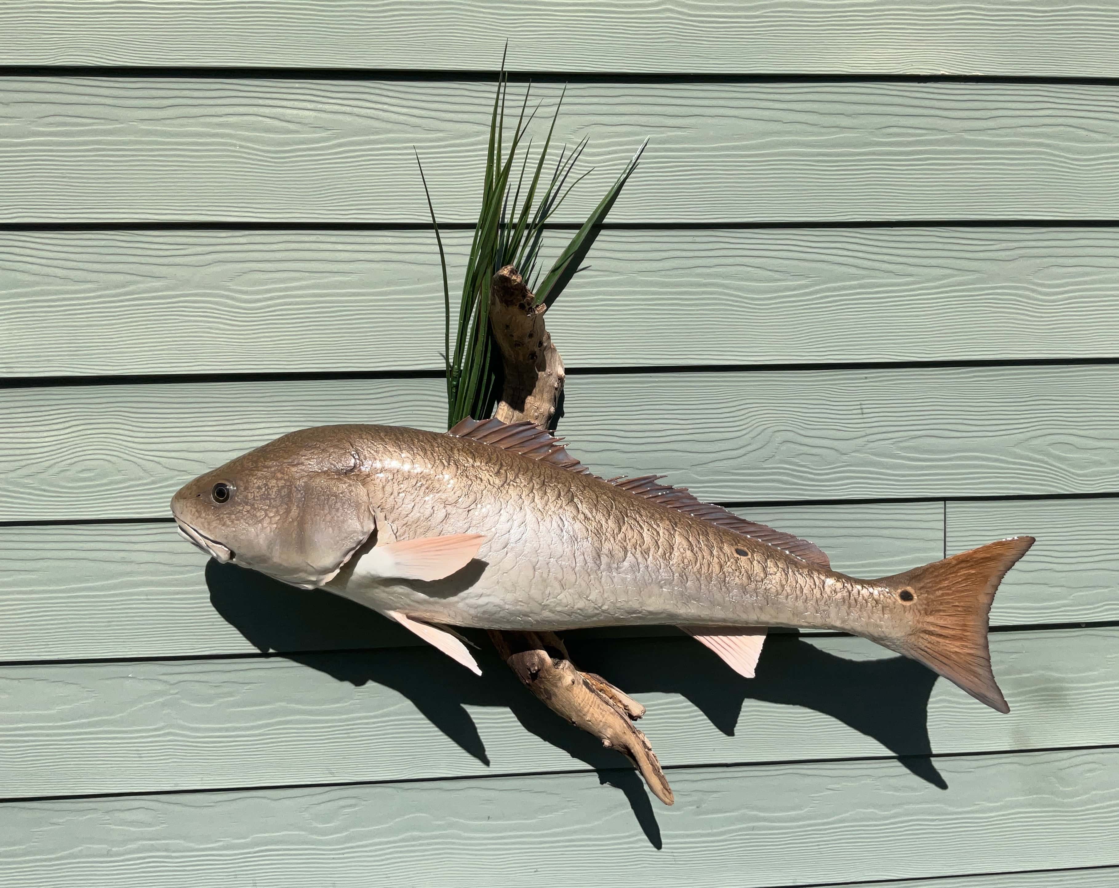 0094 Red Fish Skin Mount - Fish taxidermy by A.C.E. in Granbury TX