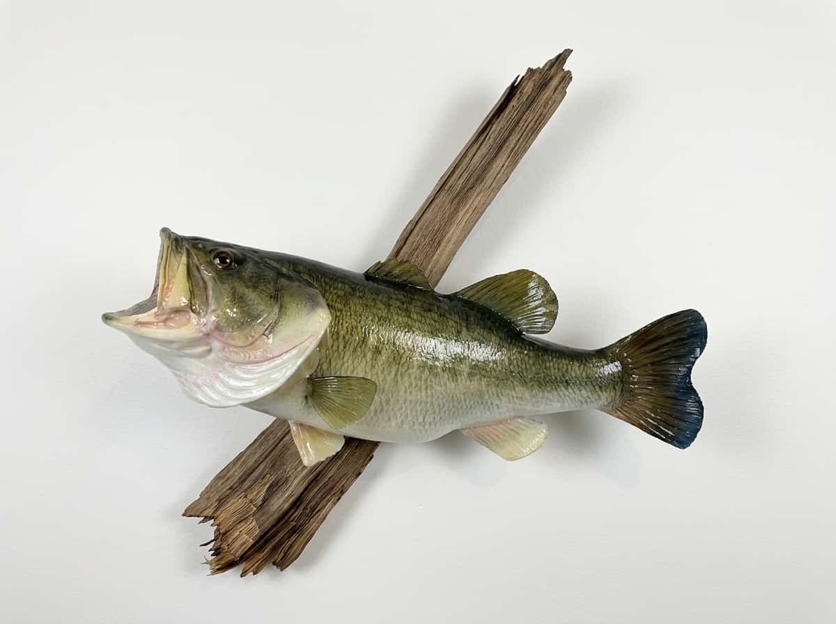 0095 Large Mouth Bass Replica - Fish taxidermy by A.C.E. in Granbury TX