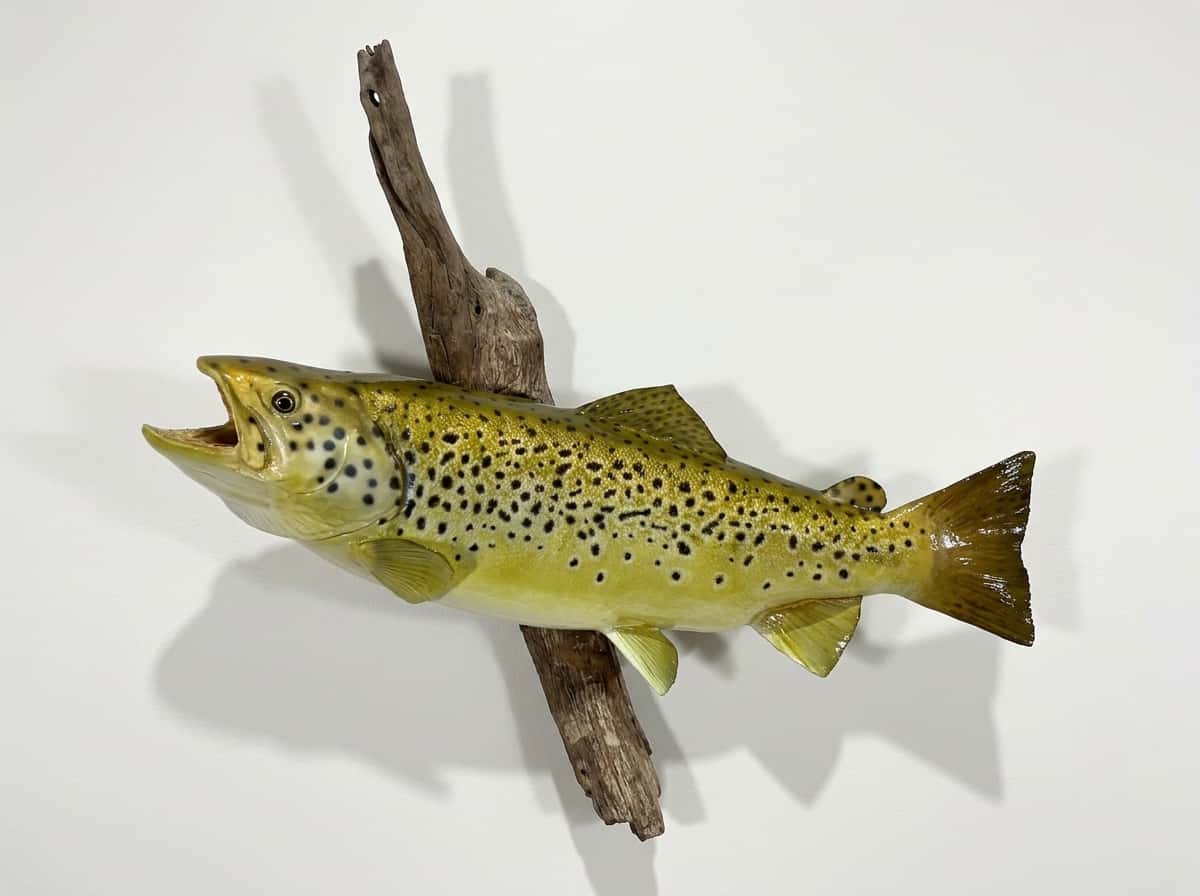 0096 Brown Trout Replica - Fish taxidermy by A.C.E. in Granbury TX