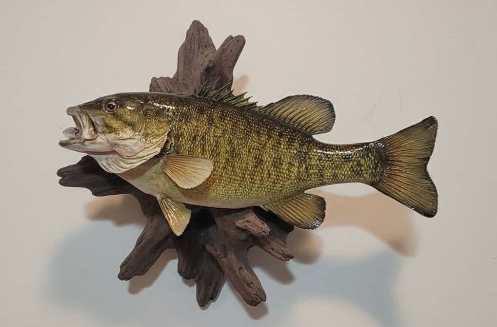01001 Small Mouth Bass Skinmount - Fish taxidermy by A.C.E. in Granbury TX