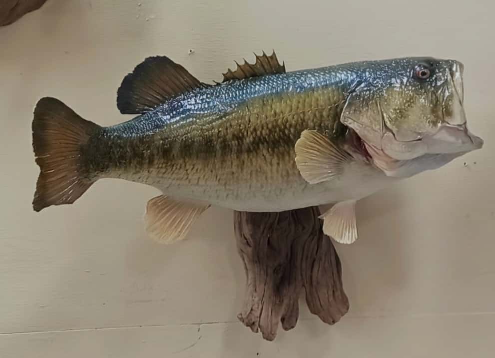 01002 Bass Skinmount - Fish taxidermy by A.C.E. in Granbury TX