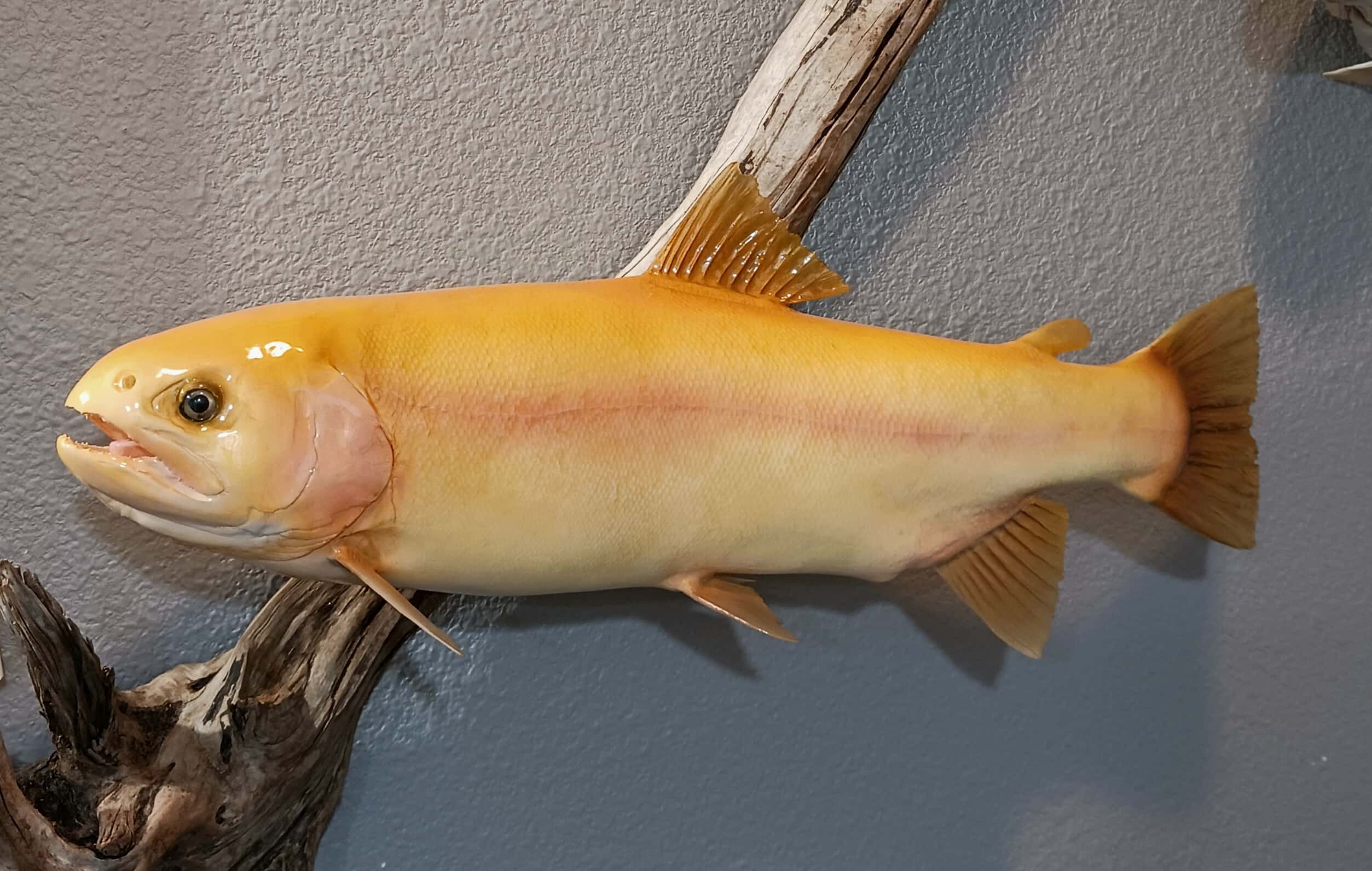 01002 Palomino Trout Replica - Fish taxidermy by A.C.E. in Granbury TX