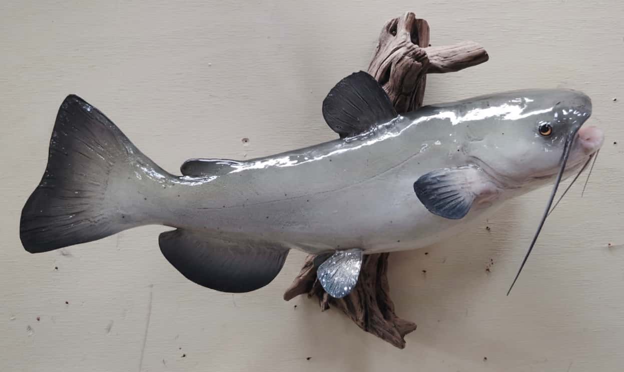 01003 Channel Cat Replica - Fish taxidermy by A.C.E. in Granbury TX