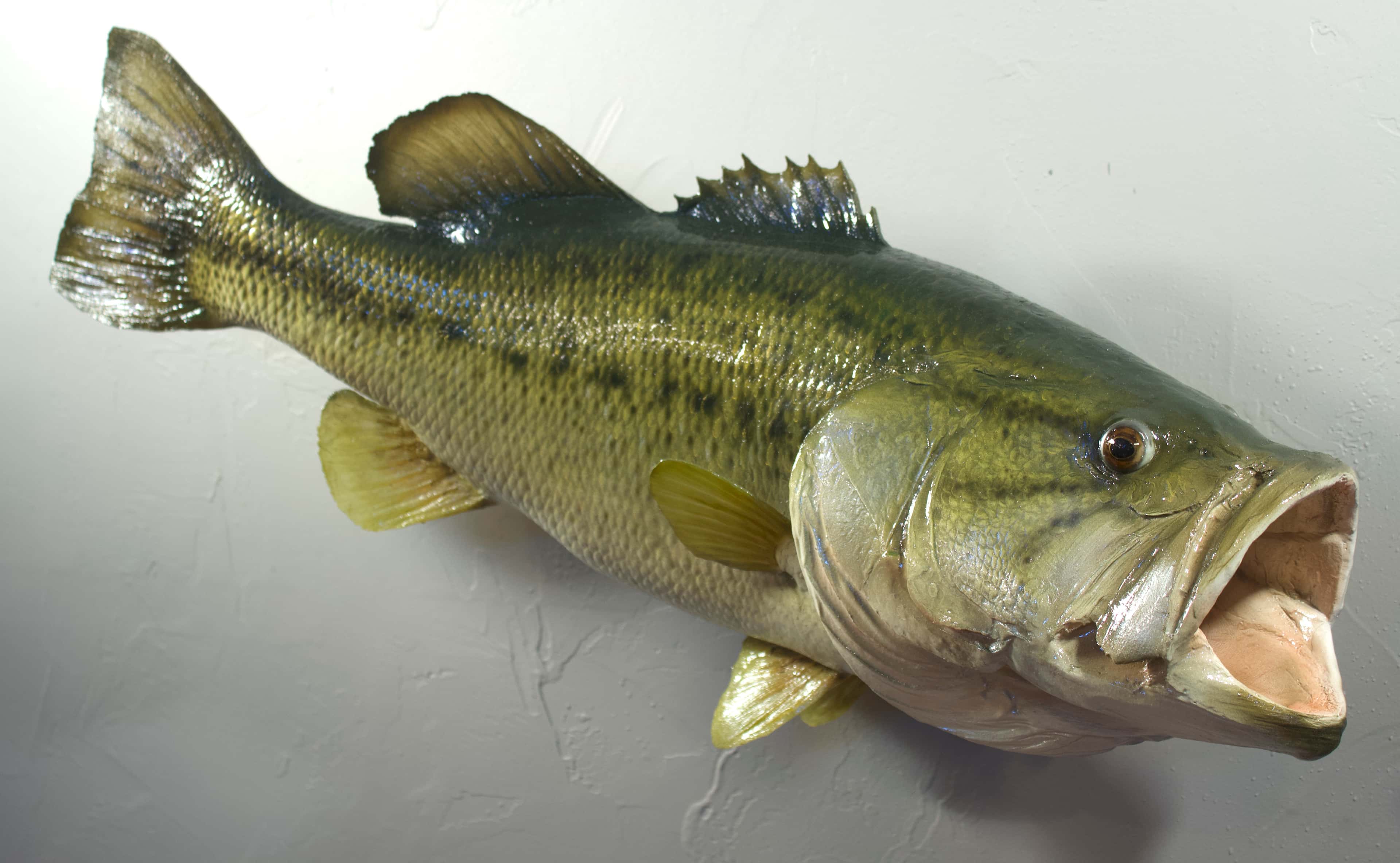 01004 Large Mouth Bass Replica - Fish taxidermy by A.C.E. in Granbury TX