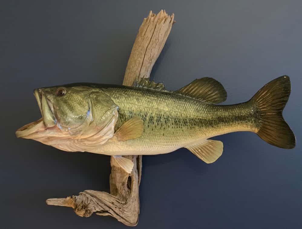 01006 Bass Skinmount - Fish taxidermy by A.C.E. in Granbury TX