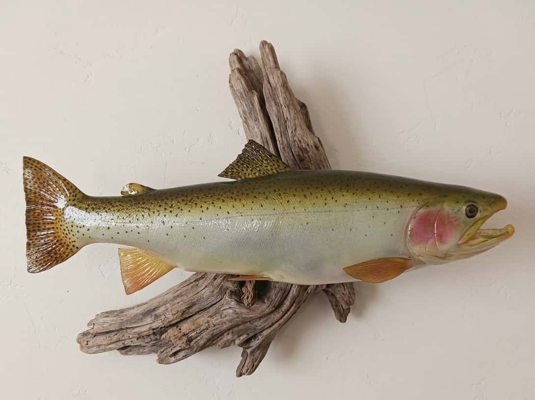 01007 Cutbow Wall Mount - Fish taxidermy by A.C.E. in Granbury TX