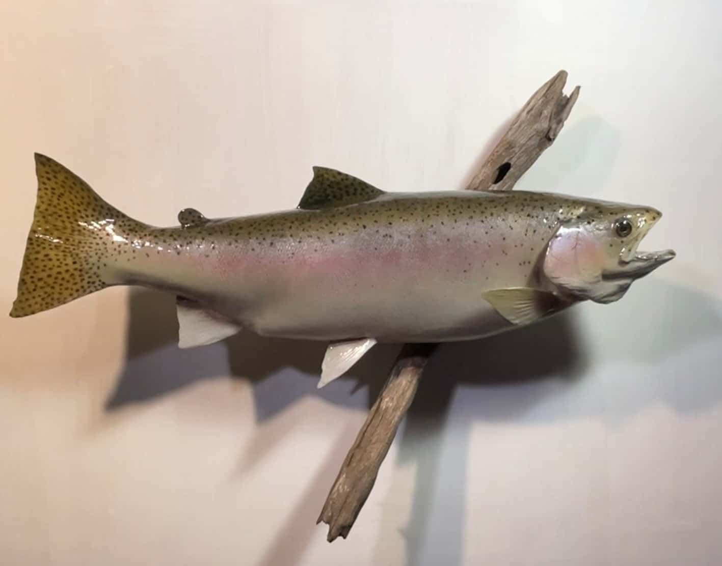 0998 Steelhead Replica - Fish taxidermy by A.C.E. in Granbury TX
