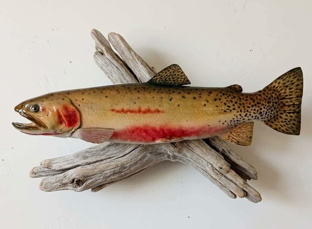 0999 Cutthroat Trout Wall Mount - Fish taxidermy by A.C.E. in Granbury TX
