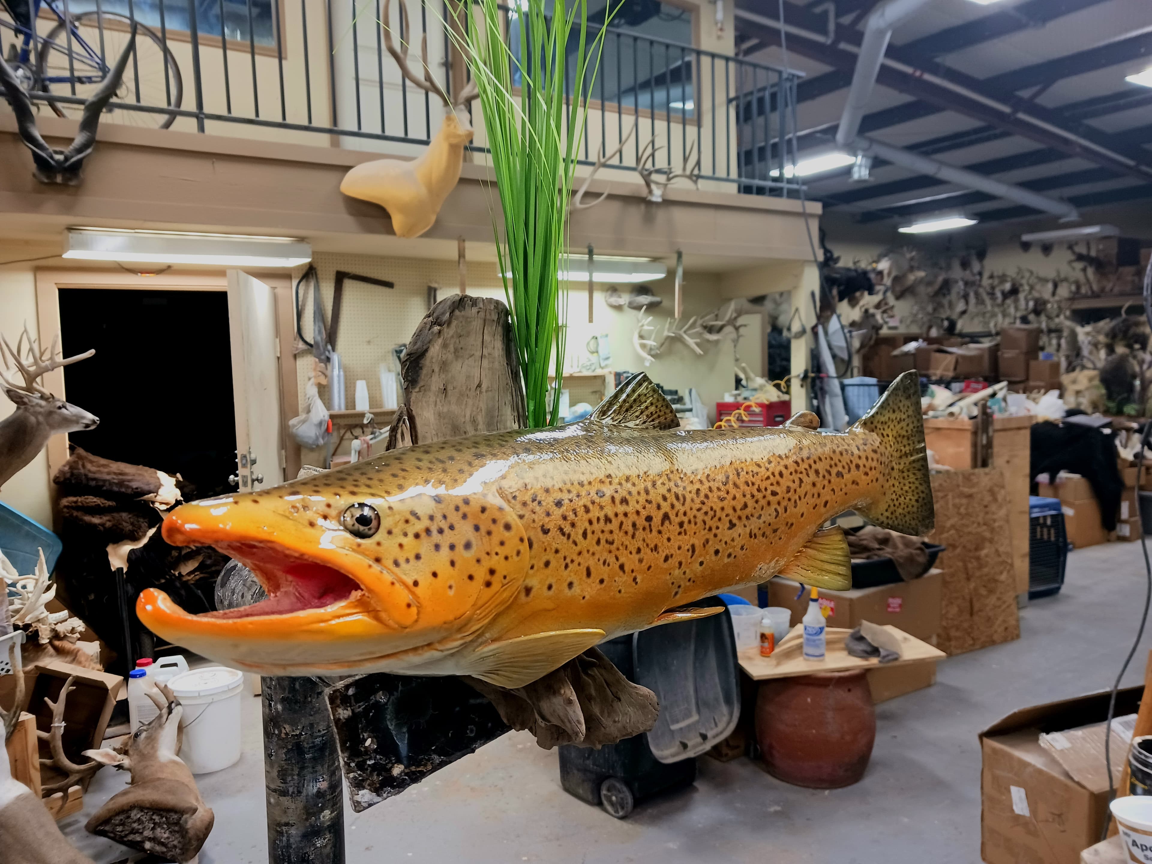 Replicas - Fish taxidermy service in Granbury TX