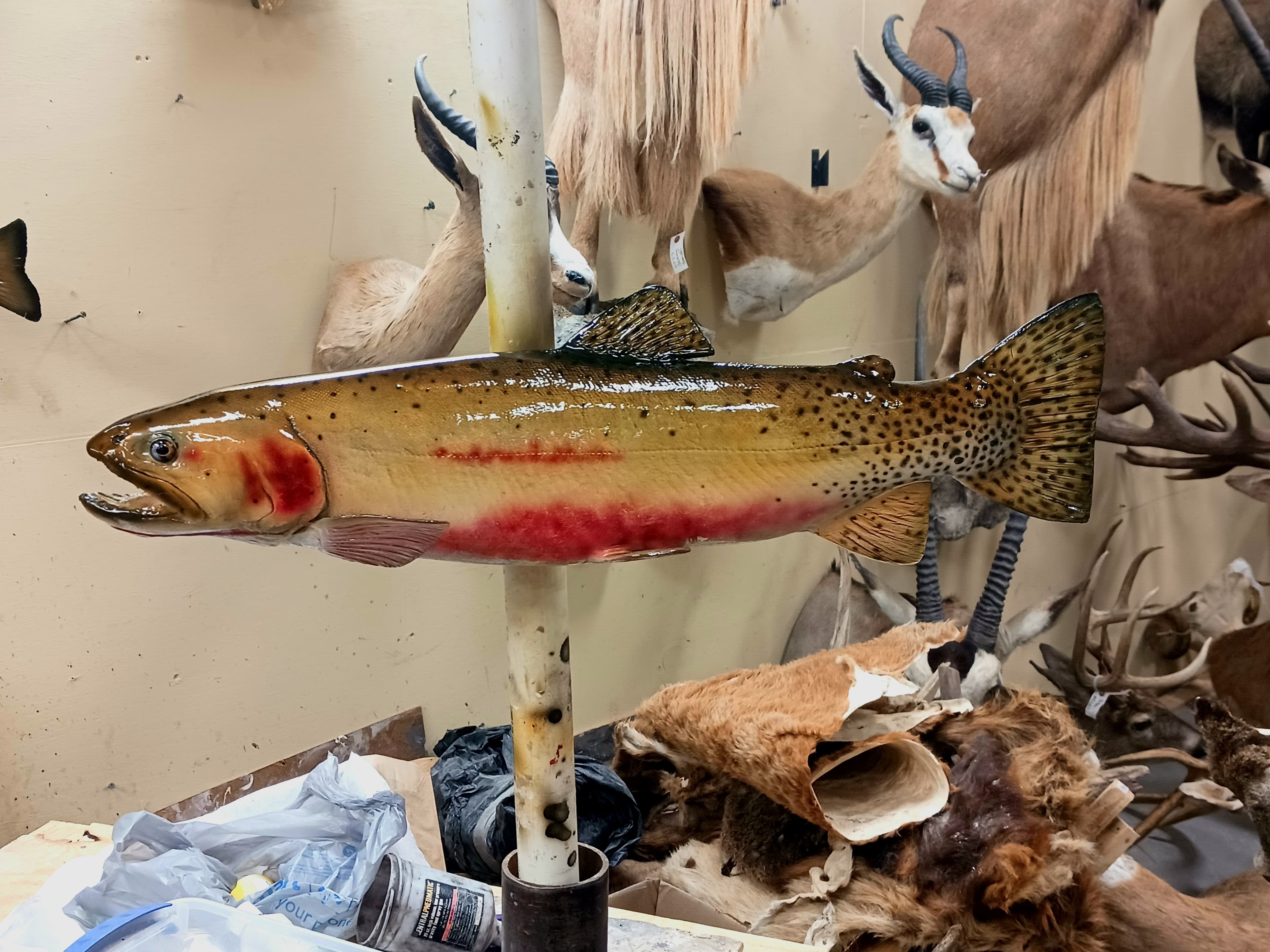 Restorations - Fish taxidermy service in Granbury TX
