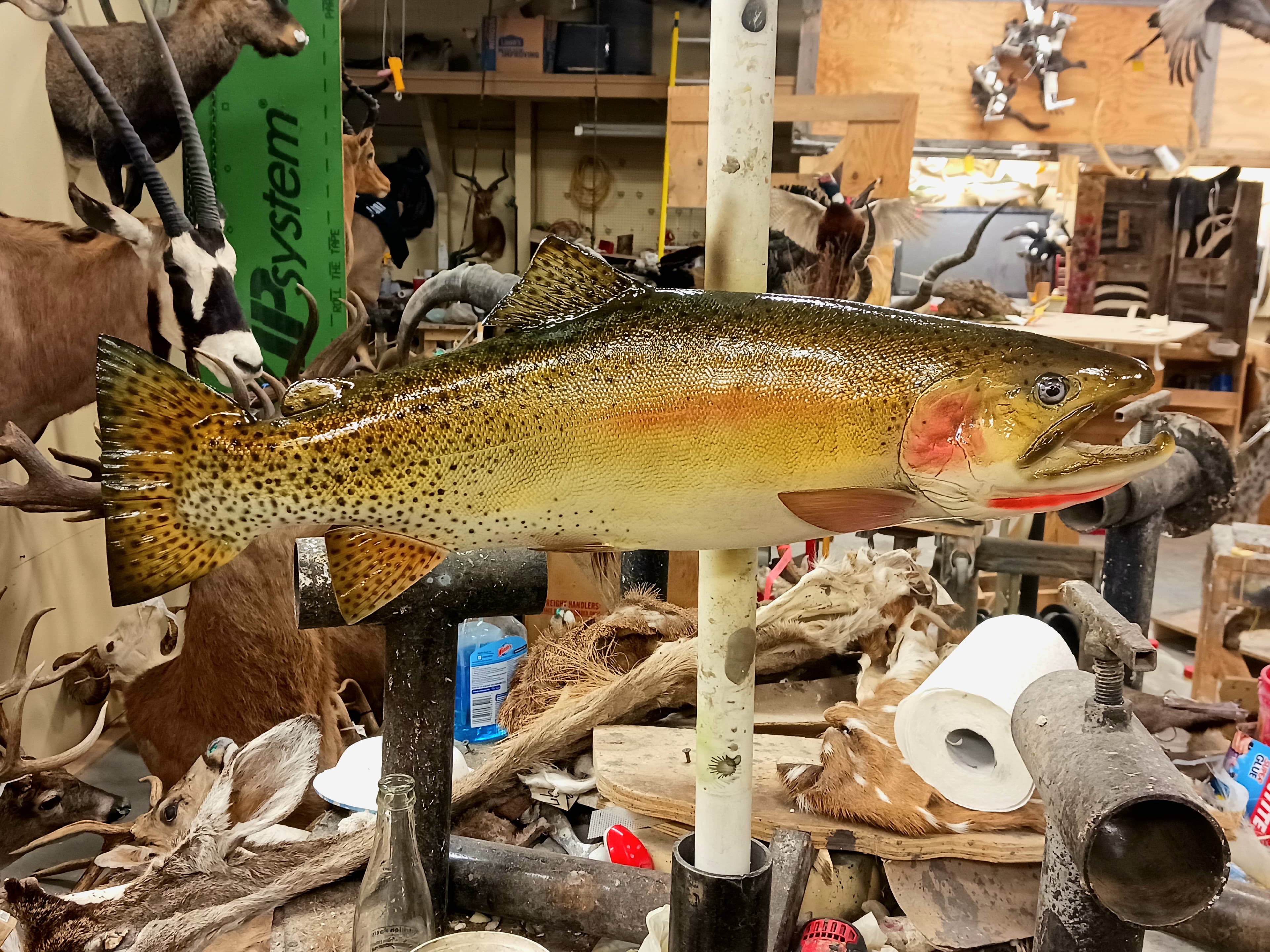 01004 CUTTHROAT TROUT - Fish taxidermy by A.C.E. in Granbury TX